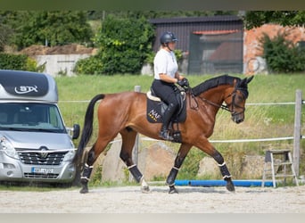 Slowakisches Warmblut, Wallach, 5 Jahre, 174 cm, Brauner