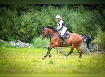 Slowakisches Warmblut, Wallach, 5 Jahre, 174 cm, Brauner