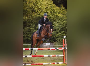 Slowakisches Warmblut, Wallach, 6 Jahre, 169 cm, Dunkelbrauner