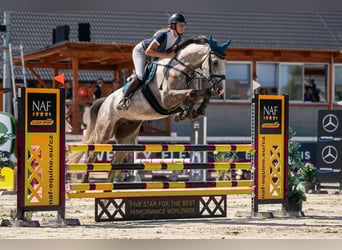Slowakisches Warmblut, Wallach, 6 Jahre, 169 cm, Schimmel