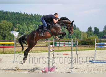 Slowakisches Warmblut, Wallach, 6 Jahre, 175 cm, Dunkelbrauner