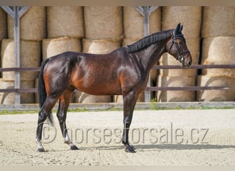 Slowakisches Warmblut, Wallach, 6 Jahre, 175 cm, Dunkelbrauner