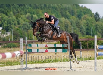 Slowakisches Warmblut, Wallach, 6 Jahre, 175 cm, Dunkelbrauner