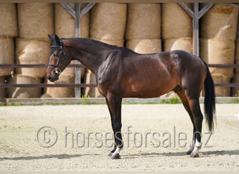 Slowakisches Warmblut, Wallach, 6 Jahre, 175 cm, Dunkelbrauner