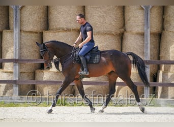Slowakisches Warmblut, Wallach, 6 Jahre, 175 cm, Dunkelbrauner