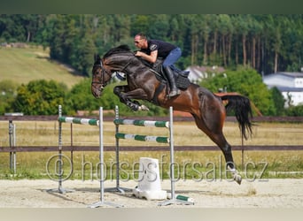 Slowakisches Warmblut, Wallach, 6 Jahre, 175 cm, Dunkelbrauner