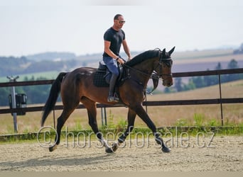 Slowakisches Warmblut, Wallach, 6 Jahre, 175 cm, Dunkelbrauner