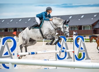 Slowakisches Warmblut, Wallach, 6 Jahre, 182 cm, Schimmel