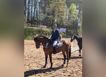 Slowakisches Warmblut, Wallach, 7 Jahre, 161 cm, Rotbrauner