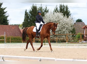 Slowakisches Warmblut, Wallach, 7 Jahre, 170 cm, Dunkelfuchs
