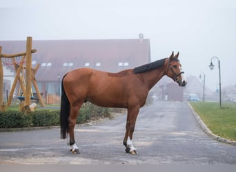 Slowakisches Warmblut, Wallach, 7 Jahre, 170 cm, Rotbrauner