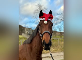 Slowakisches Warmblut, Wallach, 7 Jahre, 172 cm, Brauner