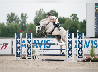 Slowakisches Warmblut, Wallach, 7 Jahre, 182 cm, Schimmel