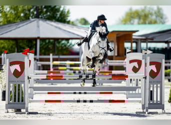 Slowakisches Warmblut, Wallach, 7 Jahre, 182 cm, Schimmel
