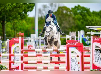 Slowakisches Warmblut, Wallach, 7 Jahre, 182 cm, Schimmel