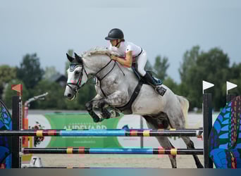Slowakisches Warmblut, Wallach, 7 Jahre, 182 cm, Schimmel