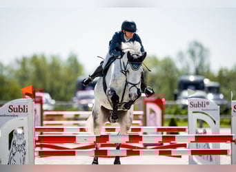 Slowakisches Warmblut, Wallach, 7 Jahre, 182 cm, Schimmel