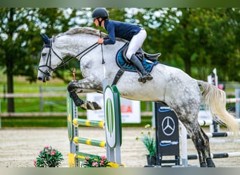 Slowakisches Warmblut, Wallach, 7 Jahre, 182 cm, Schimmel