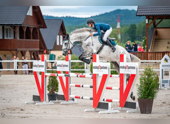 Slowakisches Warmblut, Wallach, 7 Jahre, 182 cm, Schimmel