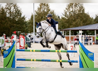 Slowakisches Warmblut, Wallach, 7 Jahre, 182 cm, Schimmel