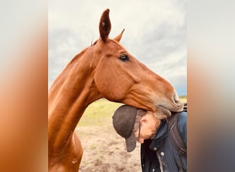 Slowakisches Warmblut, Wallach, 7 Jahre