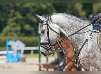 Slowakisches Warmblut, Wallach, 8 Jahre, 166 cm, Schimmel