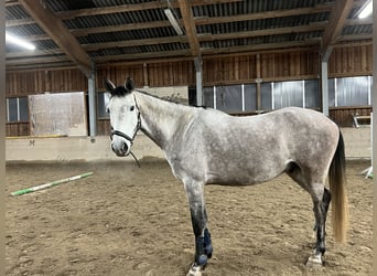 Slowakisches Warmblut, Wallach, 8 Jahre, 168 cm, Schimmel