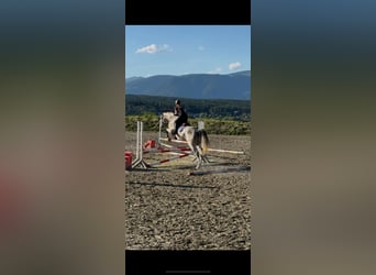 Slowakisches Warmblut, Wallach, 8 Jahre, 168 cm, Schimmel