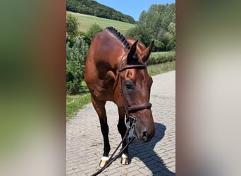 Slowakisches Warmblut, Wallach, 8 Jahre, 172 cm, Brauner