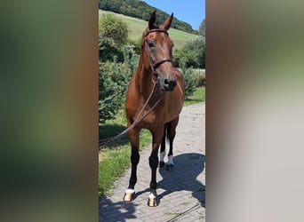 Slowakisches Warmblut, Wallach, 8 Jahre, 172 cm, Brauner