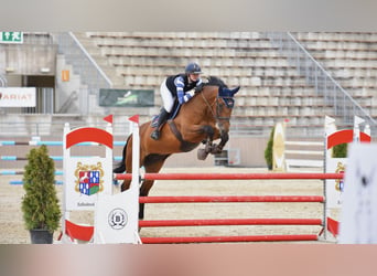 Slowakisches Warmblut, Wallach, 8 Jahre, 172 cm, Brauner