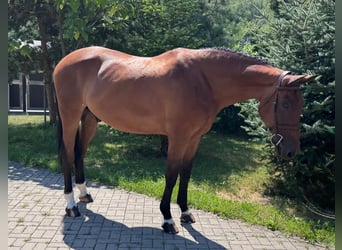 Slowakisches Warmblut, Wallach, 8 Jahre, 172 cm, Brauner