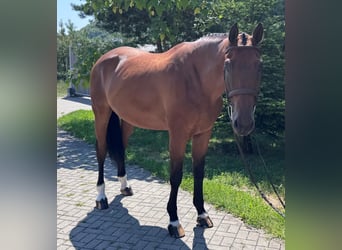 Slowakisches Warmblut, Wallach, 8 Jahre, 172 cm, Brauner