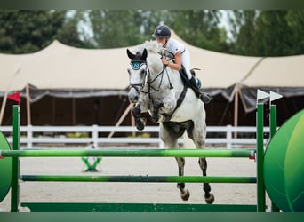 Slowakisches Warmblut, Wallach, 8 Jahre, 182 cm, Schimmel