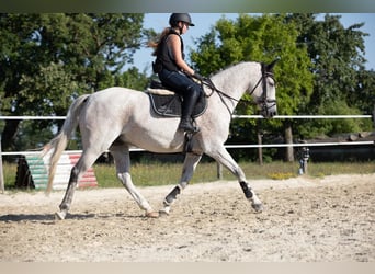 Slowakisches Warmblut, Wallach, 9 Jahre, 165 cm, Schimmel