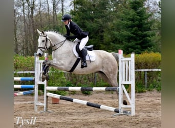 Slowakisches Warmblut, Wallach, 9 Jahre, 165 cm, Schimmel