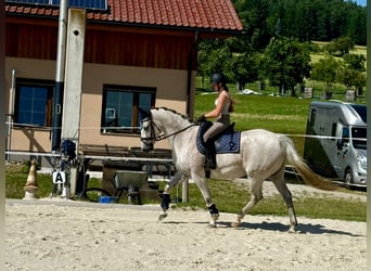 Slowakisches Warmblut, Wallach, 9 Jahre, 165 cm, Schimmel
