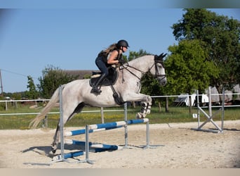 Slowakisches Warmblut, Wallach, 9 Jahre, 165 cm, Schimmel