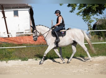 Slowakisches Warmblut, Wallach, 9 Jahre, 165 cm, Schimmel