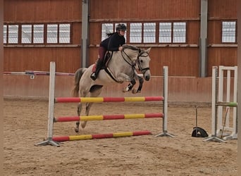 Slowakisches Warmblut, Wallach, 9 Jahre, 165 cm, Schimmel