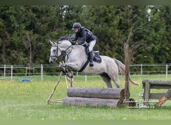 Slowakisches Warmblut, Wallach, 9 Jahre, 165 cm, Schimmel