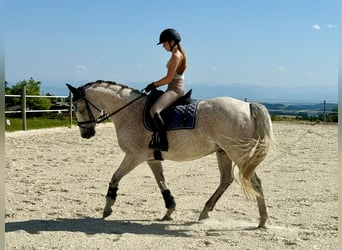 Slowakisches Warmblut, Wallach, 9 Jahre, 165 cm, Schimmel