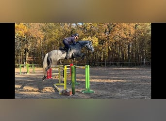 Slowakisches Warmblut, Wallach, 9 Jahre, 170 cm, Schimmel