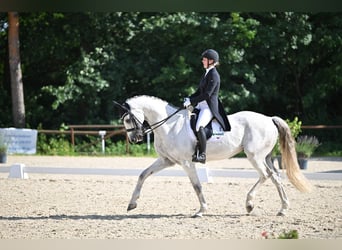 Slowakisches Warmblut, Wallach, 9 Jahre, 173 cm, White