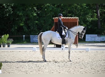 Slowakisches Warmblut, Wallach, 9 Jahre, 173 cm, White