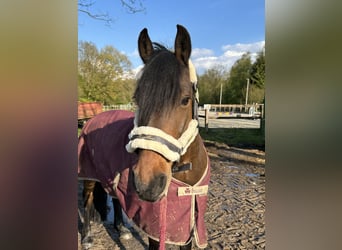 Small German riding horse Mix, Gelding, 13 years, 14.3 hh, Brown