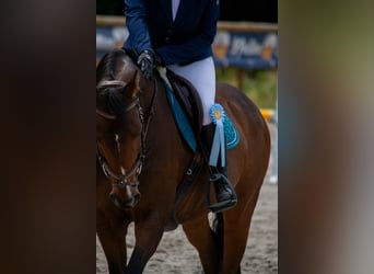 Small German riding horse, Gelding, 13 years, 15.2 hh, Brown
