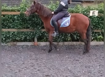 Small German riding horse, Gelding, 18 years, 13,2 hh, Brown