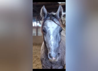 Small German riding horse, Gelding, 1 year, 13,1 hh