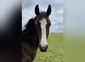 Small German riding horse, Gelding, 1 year, 14.2 hh, Bay-Dark